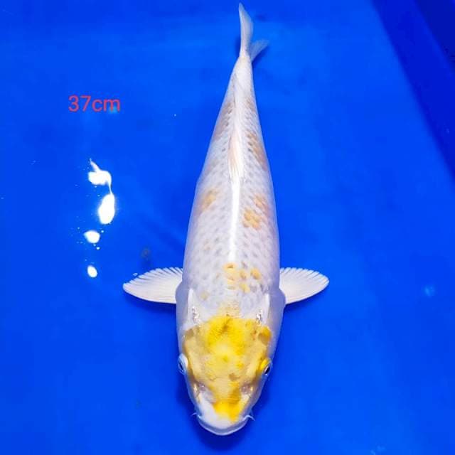Kujaku 37cm