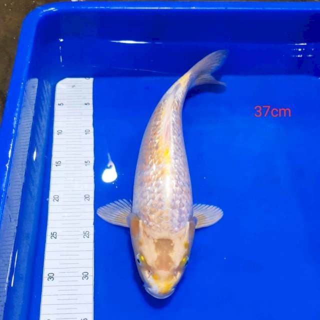 Kujaku ginrin 37cm