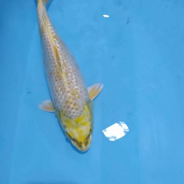Yamabuki