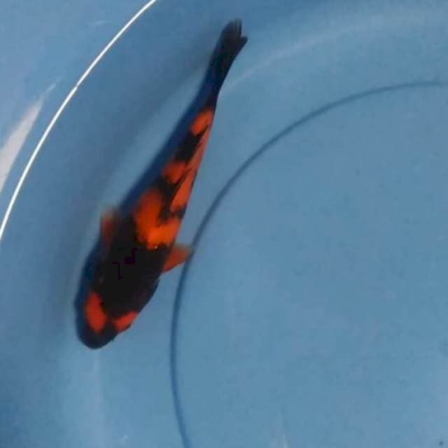 Utsuri hitam pekat