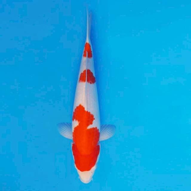 KENZEI 15 ~ KOHAKU ™