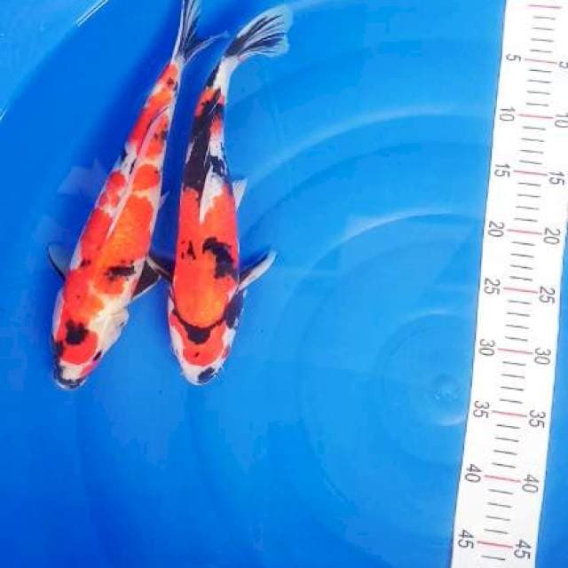 Showa 33-34cm