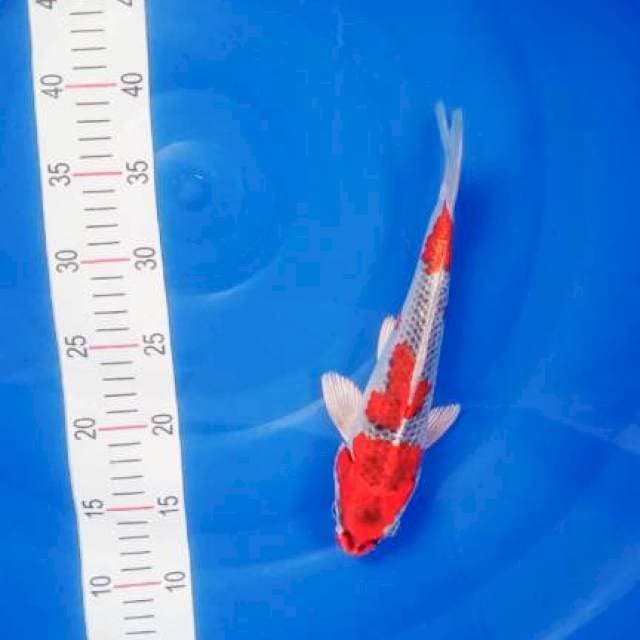 Kujaku Merah 28cm
