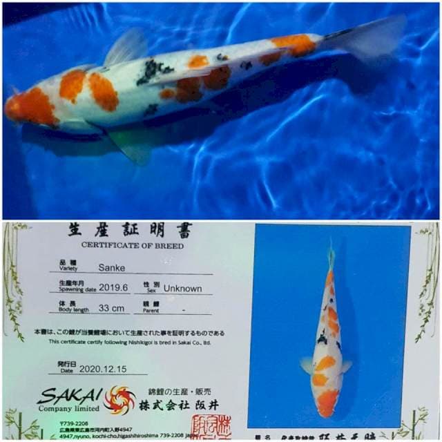 Sanke Sakai 35Cm