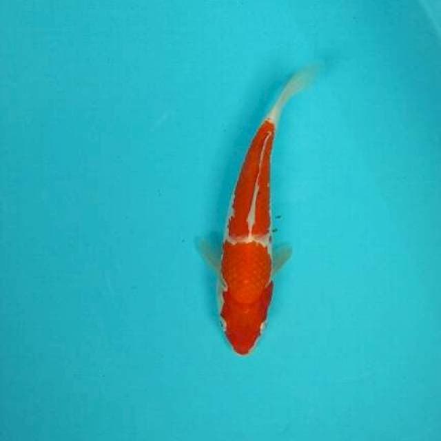 kohaku step dua