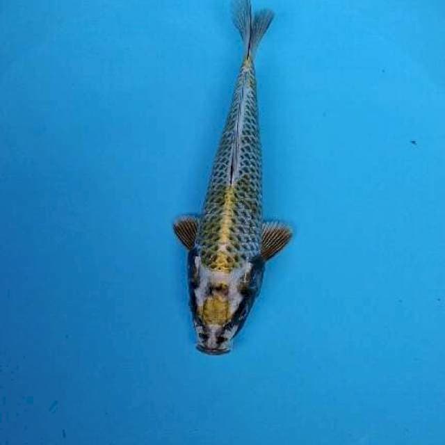 mukasi