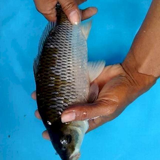 ochiba munuk