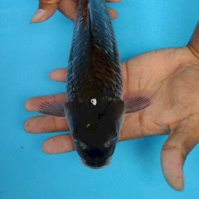 ochiba munuk