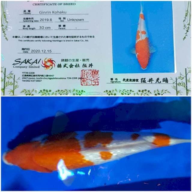 Kohaku Ginrin Sakai 33cm