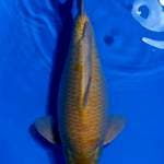 Karashi  Male Sakai bloodline super manggo 55BU