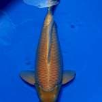 Karashi Lemon Male Sakai Bloodline super Manggo 50BU