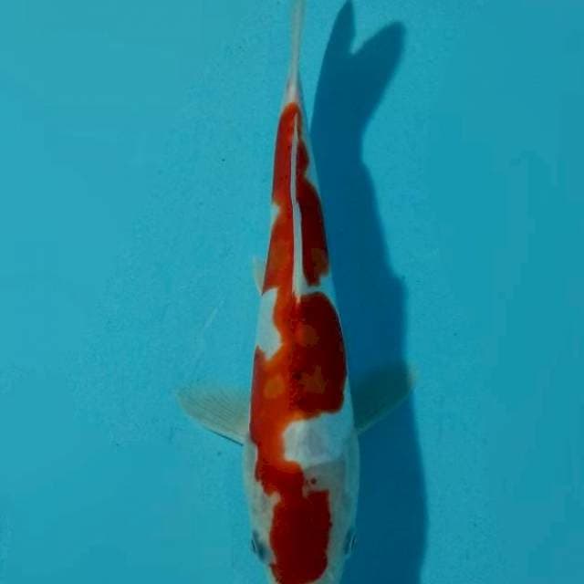 Kohaku Doitsu