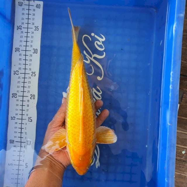 Karashi Ginrin 33cm