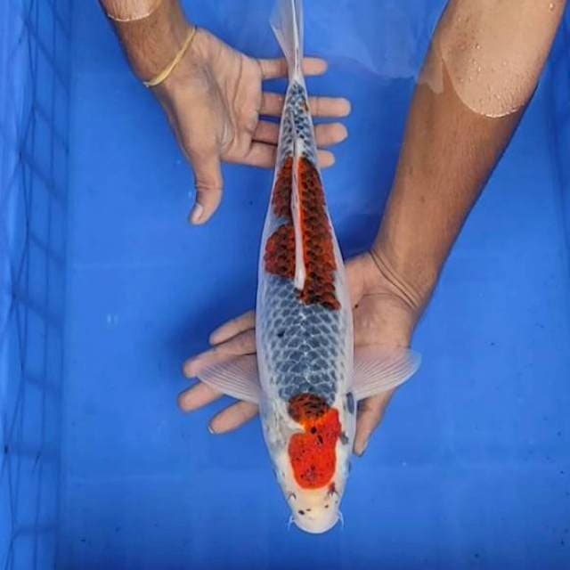 Gosiiki 39cm