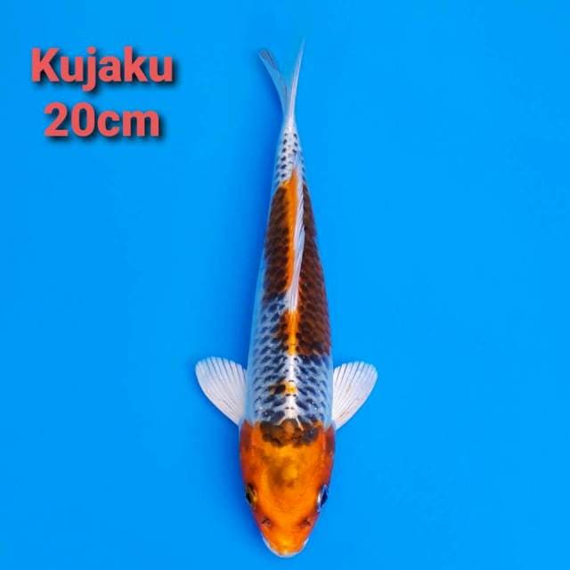 Kujaku 20cm