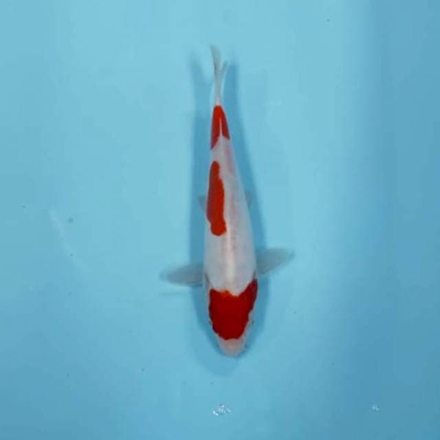 (PICTURE 7) KOHAKU 3 STEP
