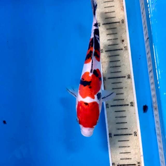 Doitsu, 23 cm