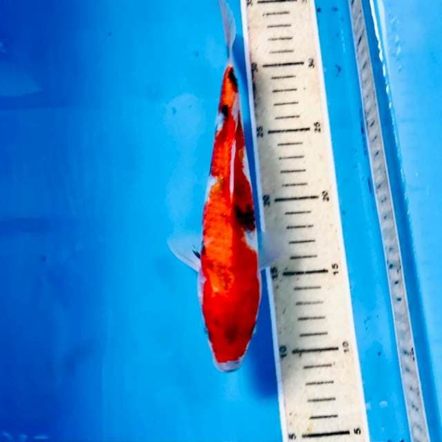 Showa, 24 cm