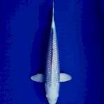 Platinum 34 cm