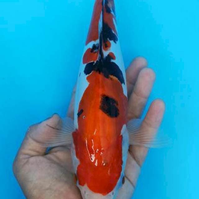 Sanke doitsu 29cm