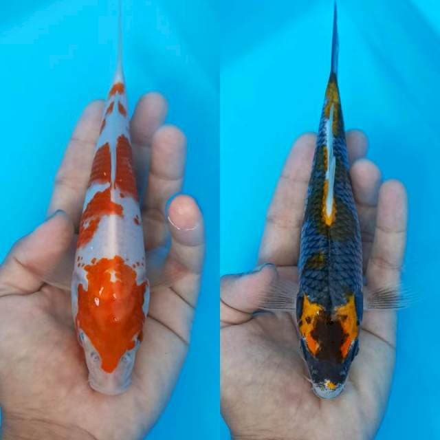 Kanoko kohaku x kin kabuto pattern 20bu
