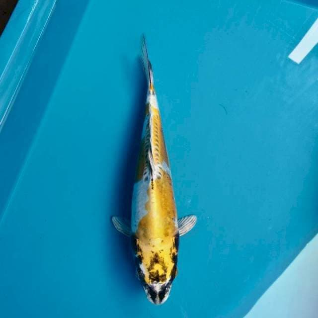 Kikokuryu 30cm