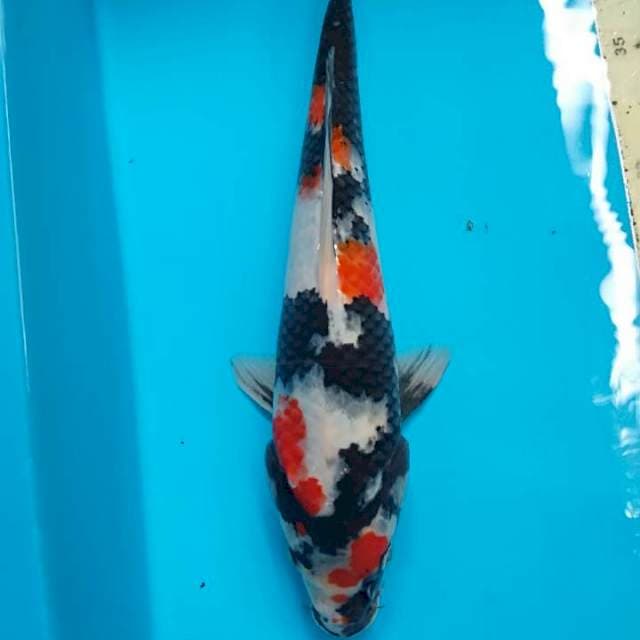 Showa uzora 24 cm