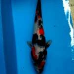 Showa uzora 24 cm