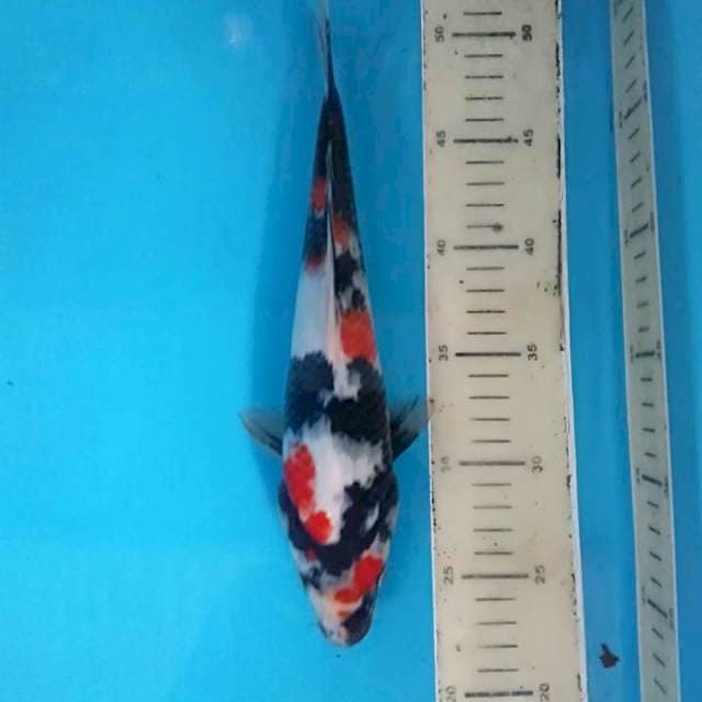 Showa uzora 24 cm