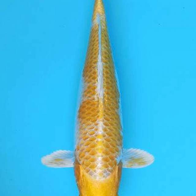 Hariwake bulky 36cm