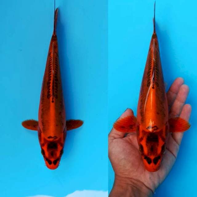 Mizuho ogon tembaga antik 27+cm