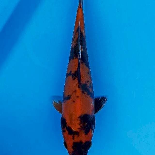 Hi utsuri doitsu 24cm