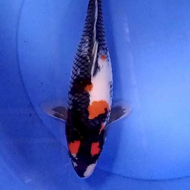 Showa bulky 30 cm