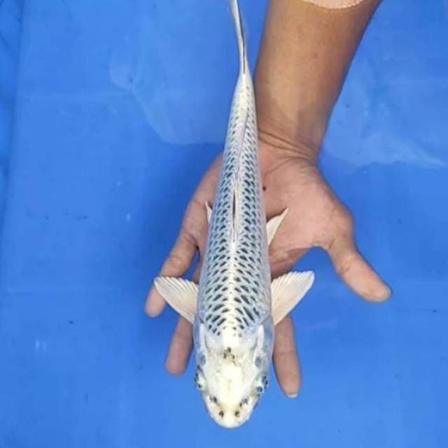 Kin matsuba 28cm