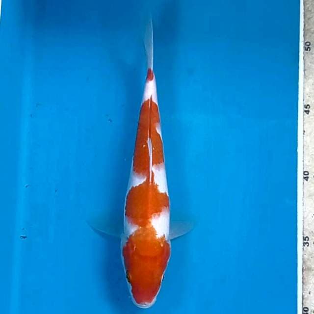 Kohaku, 21 cm