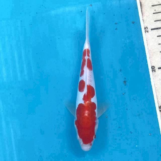 Kohaku, 16 cm