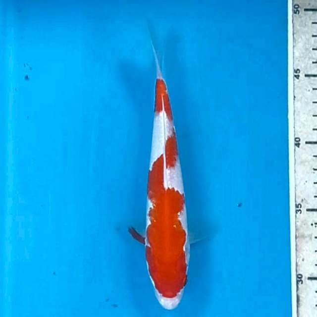 Kohaku, 20 cm