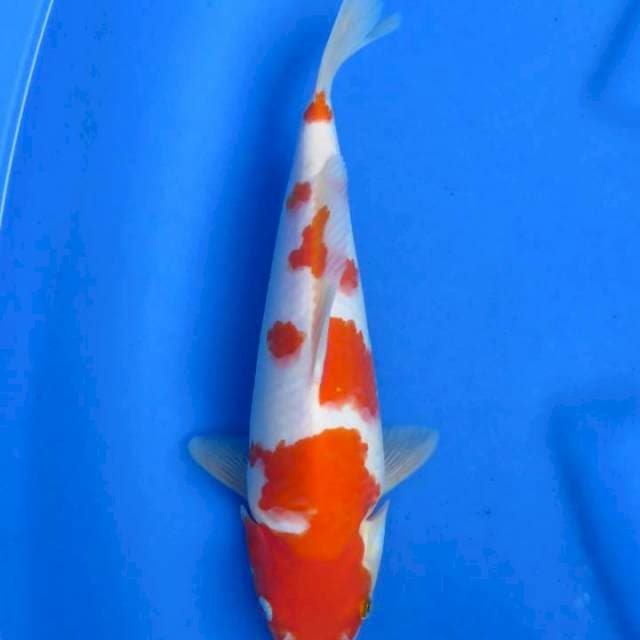 Kohaku 28cm