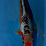 Shusui 33 cm