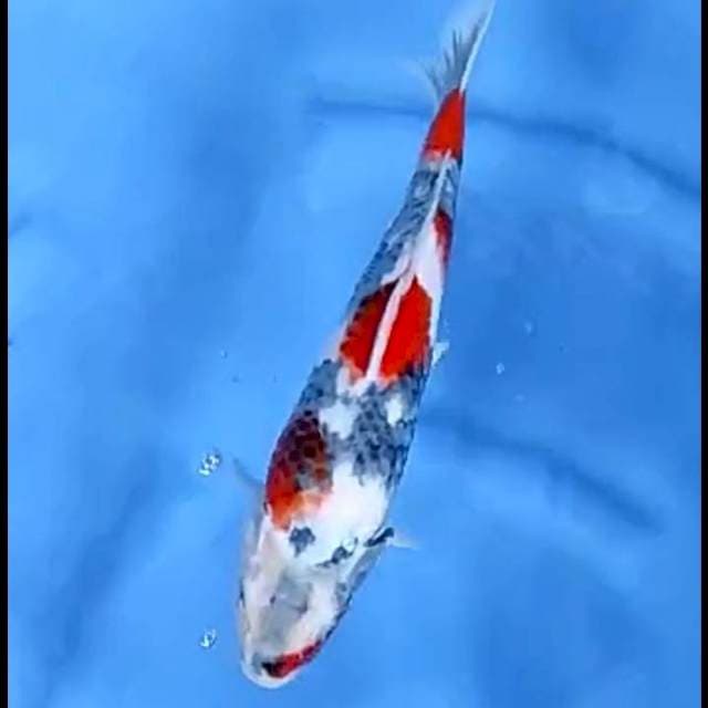 SHOWA SHANSOKU # 26CM