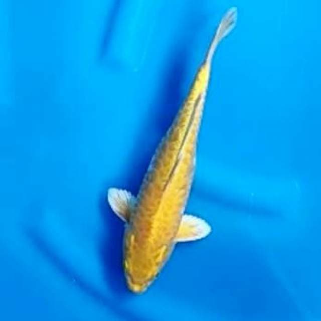 OGON ARAGOKE # 28CM