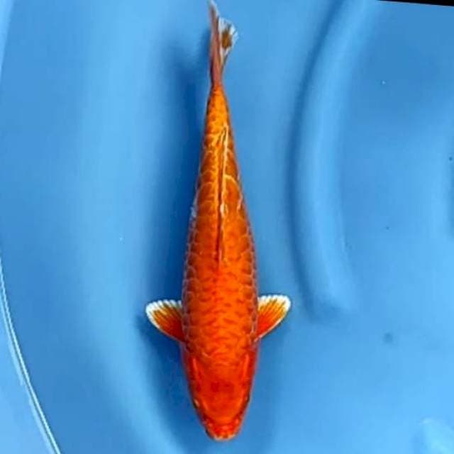 ORENJI ARAGOKE # 34CM