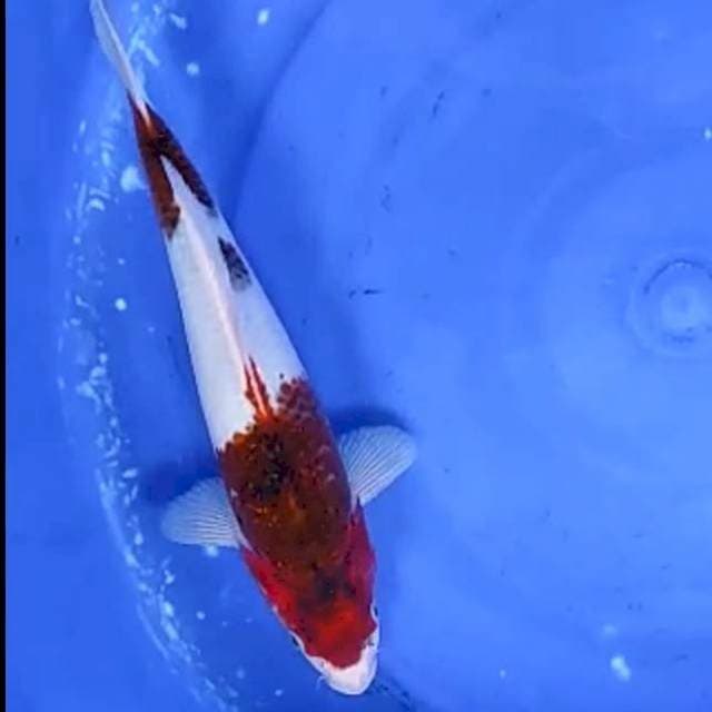 GOROMO # 30CM