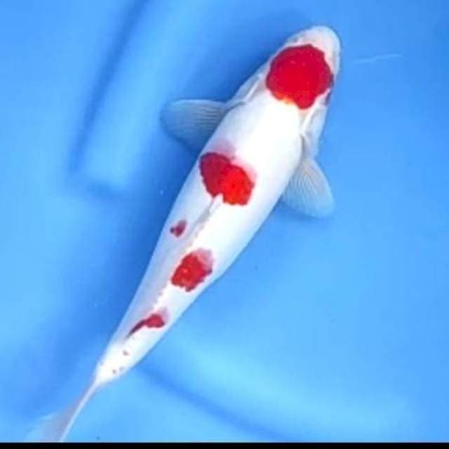 MARUTEN KOHAKU # 29CM JANTAN