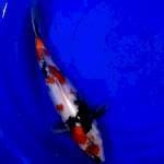 MARUTEN SHOWA 35CM