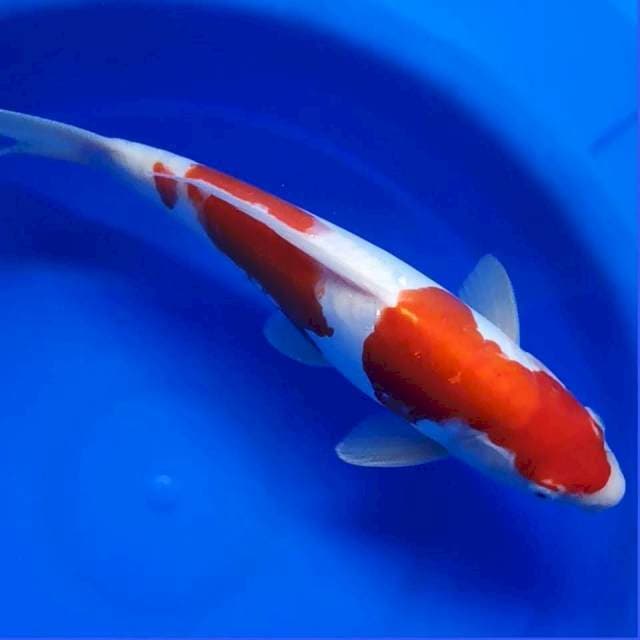 Kohaku Doitsu 32cm 👍🏻