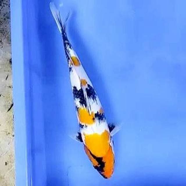 Ki Showa 33cm