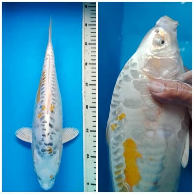 HARIWAKE DOITSU ARAGOKE PUNUK 37 Cm