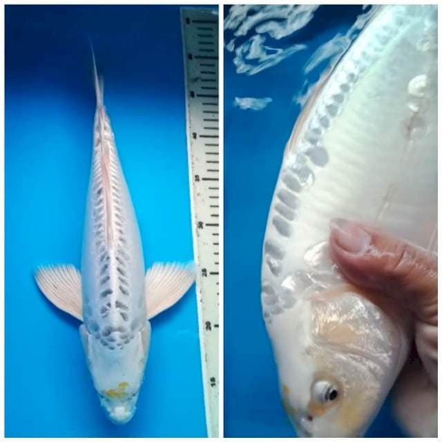 HARIWAKE DOITSU BODY JUMBO PUNUK KUMPAY 37 Cm, JANTAN