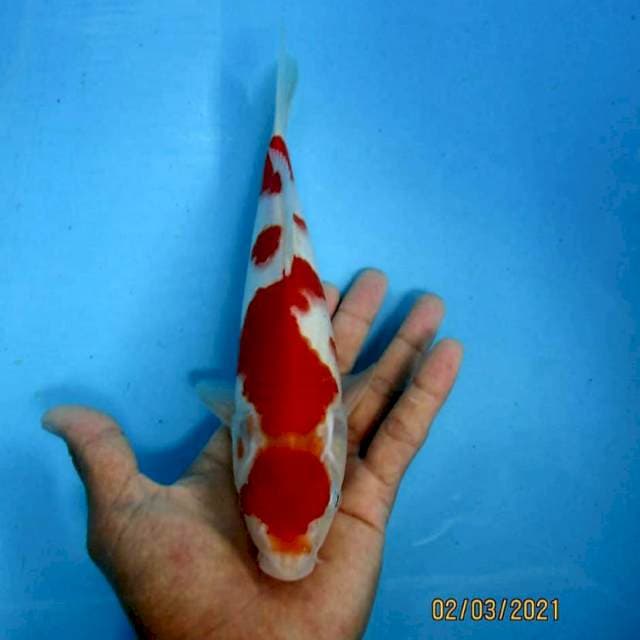 Kohaku